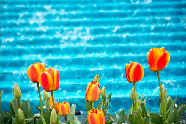 Fresh tulips of orange color in nature in spring time