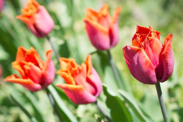 Fresh tulips of orange color