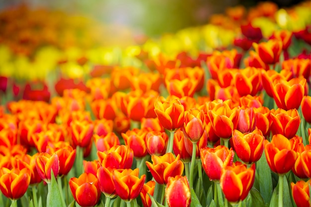 Fresh tulips in sunlight