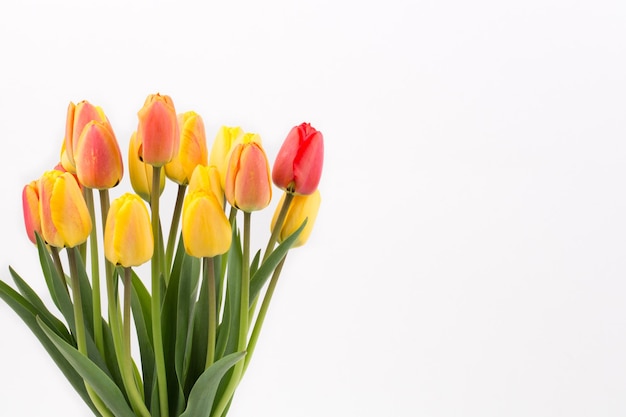 Fresh tulips on a white background