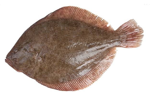 Fresh turbot flatfish on white wall