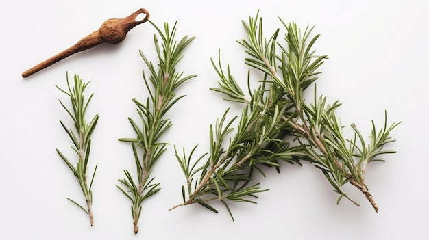 Fresh twig of rosemary a couple of smaller pieces