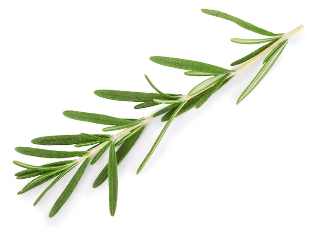 fresh twig of rosemary on white close up