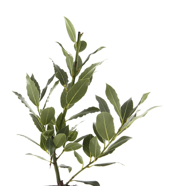 Fresh twig with bay leaves isolated on white