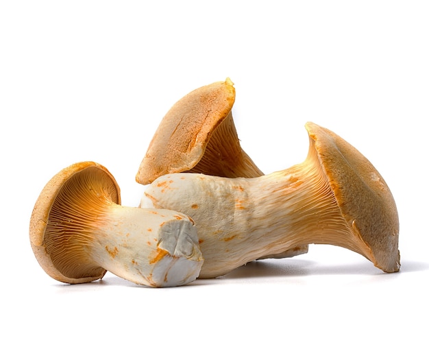 Funghi champignon freschi e utili su uno spazio bianco