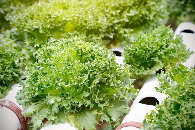 Foto cultivazione di ortaggi freschi nell'azienda idroponica