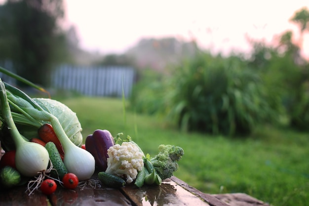 Photo fresh vegetable harvest nature outdoor