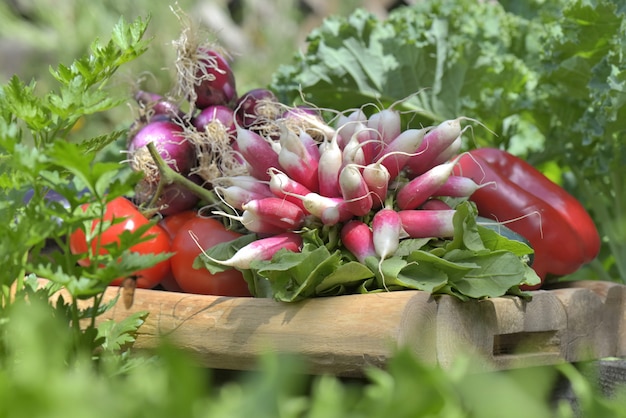 Fresh vegetables in a garden