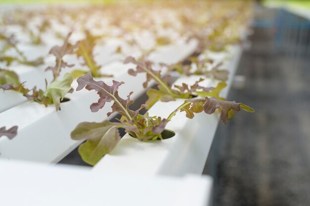 Fresh vegetables in hydroponic greenhouse farm , clean food and healthy eating concept