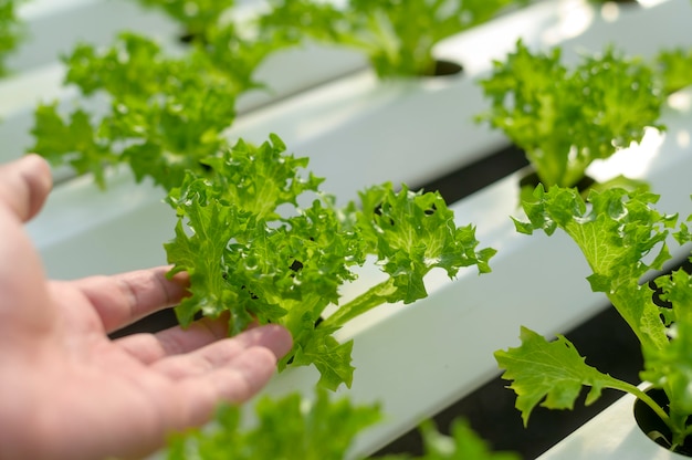 Fresh vegetables in hydroponic greenhouse farm , clean food and healthy eating concept