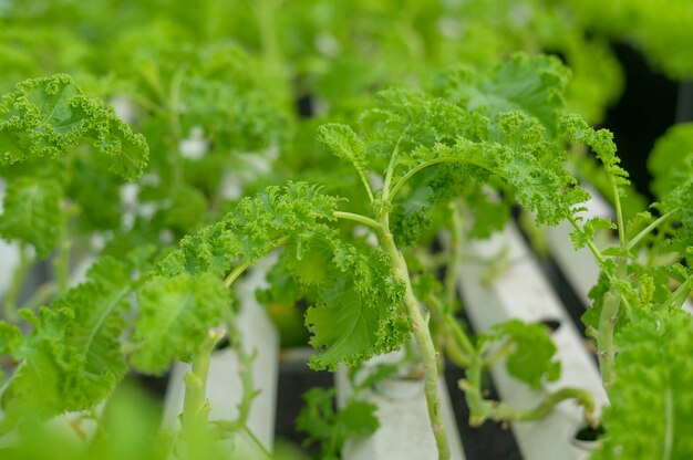 Fresh vegetables in hydroponic greenhouse farm , clean food and healthy eating concept