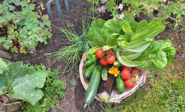 庭の籐のかごの中の新鮮な野菜
