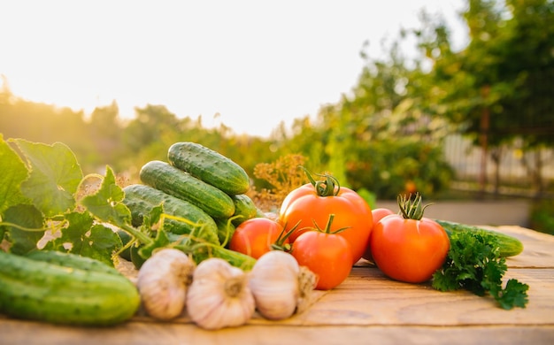 木製の背景に新鮮な野菜 きゅうり トマト にんにく ディル 輪郭のある日光 有機農場 有機野菜 夏の収穫