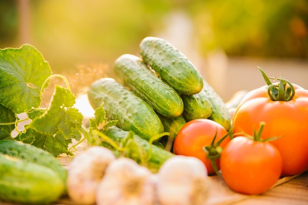 Fresh vegetables on a wooden background Cucumbers tomatoes garlic dill Contoured sunlight Organic farm Organic vegetables Summer harvest