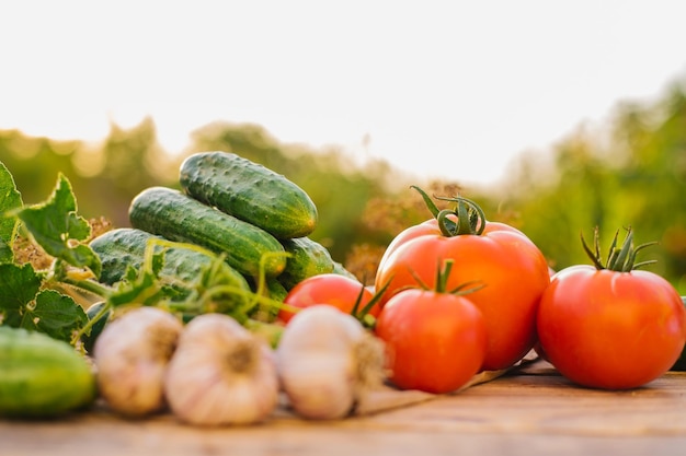 Verdure fresche su uno sfondo di legno cetrioli pomodori aglio aneto luce solare sagomata fattoria biologica ortaggi biologici raccolto estivo