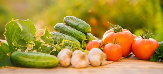 Fresh vegetables on a wooden background Cucumbers tomatoes garlic dill Contoured sunlight Organic farm Organic vegetables Summer harvest