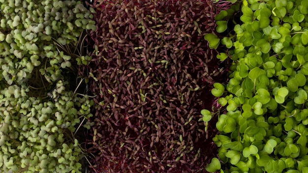 Fresh vegetarian microgreens solid background