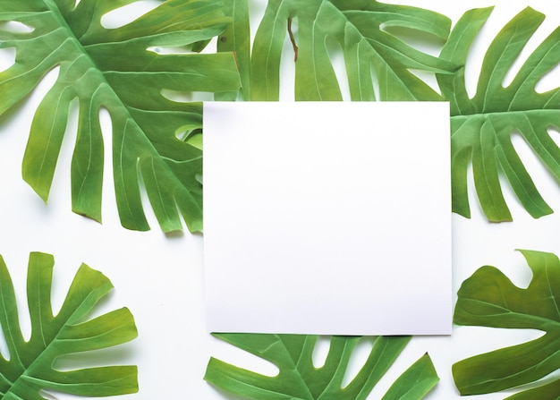 Fresh and Vibrant Green Leaves Frame and Border on White Background Organic Design Concept