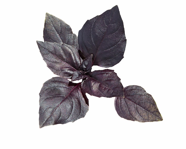 Fresh violet basil leaves isolated on white.