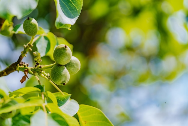 Свежие грецкие орехи висят на дереве на синем фоне Зеленый ореховый бранч с фруктами