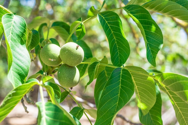 Fresh walnuts on the tree