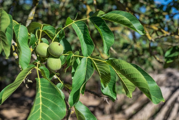 Свежие грецкие орехи на дереве