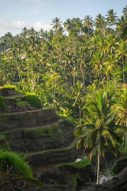 Aria fresca e calda al mattino su un'isola esotica, silenzio pacifico nell'amichevole indonesia estiva