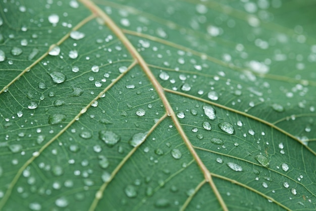 Foto gocce d'acqua dolce su foglia verde