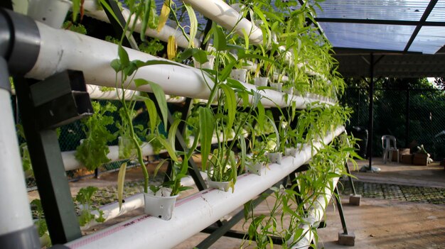 Fresh water spinach or kangkong green vegetable plant by hydroponic method Nutrient film transfer Hydroponic setup system idea Modern vegetable farming