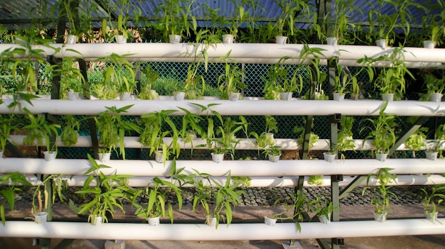 水耕法による淡水ホウレンソウまたはカンコン緑色野菜植物 栄養膜の移動 水耕セットアップシステムのアイデア 現代の野菜栽培