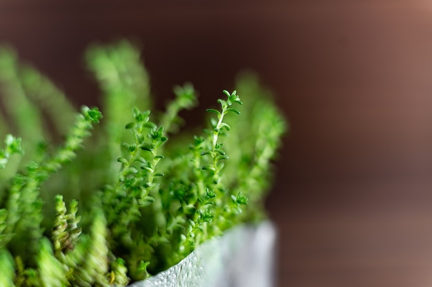 Photo fresh watercress grass sprouts with water droplets close up