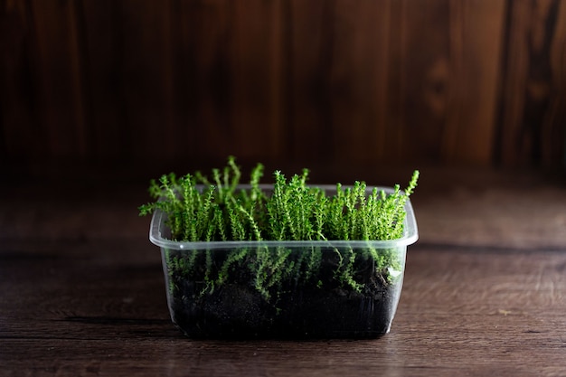 Fresh watercress grass sprouts with water droplets in a plastic container on wooden background