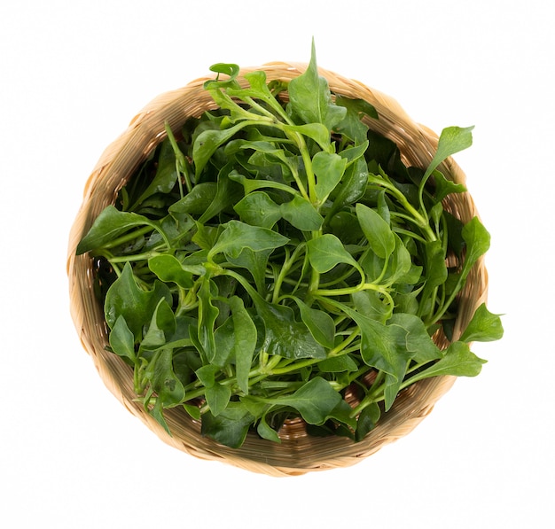 Fresh Watercress isolated