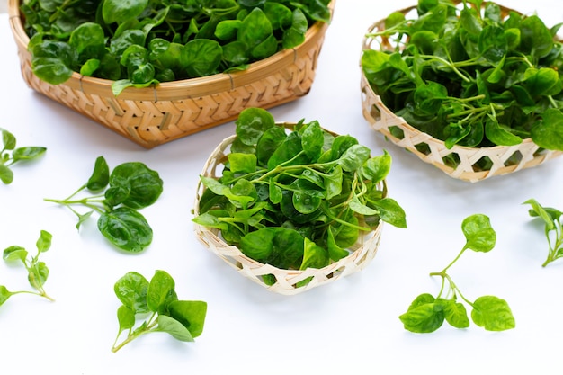 Fresh watercress on white background