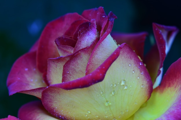 Fresh and wet rose with droplets in macro