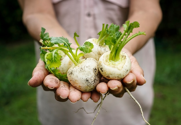 Barbabietole bianche fresche vegetali