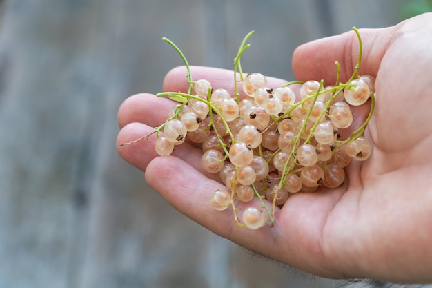 Fresh White currant in a hand of man