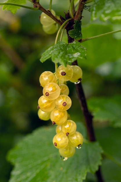 Fresh white currants on green branches in a summer garden A healthy diet rich in fiber vitamins microelements Vegetarian food Gardening