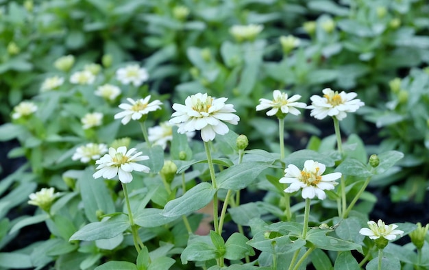 庭の新鮮な白いデイジーの花