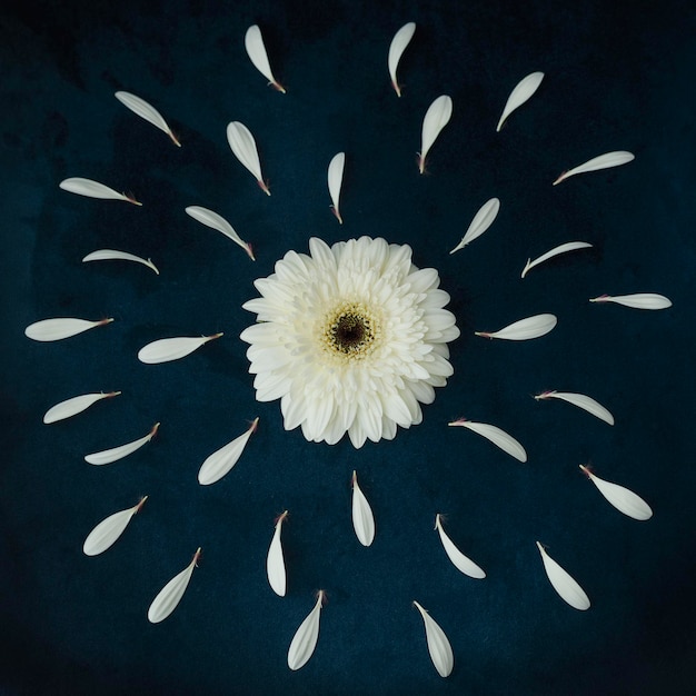 Fresh white daisy on a blue background