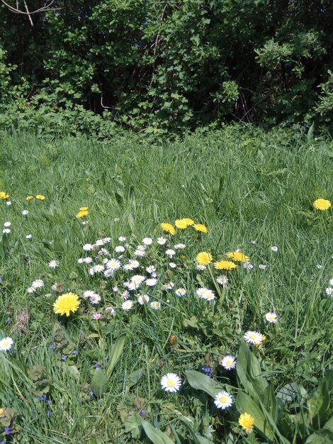 Fresh white daisy flowers in field