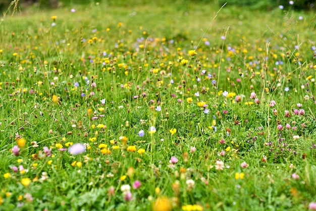 写真 草原の新鮮な白い花