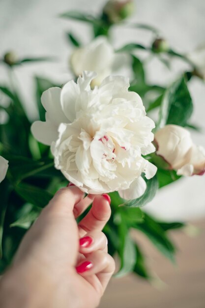 Fresh white fragrant peonies on the background of a home interior