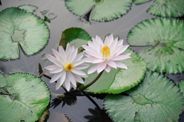 Fresh white lotus with yellow pistil on natural pool with green leaves