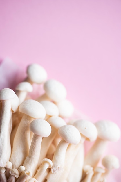 Fresh white shimeji mushrooms Top view and copy space Pink background