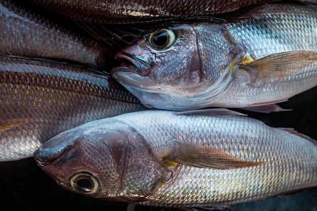 Fresh white snapper fish detail