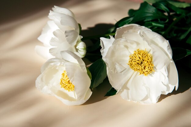 Sfondo di peonia estiva bianca fresca