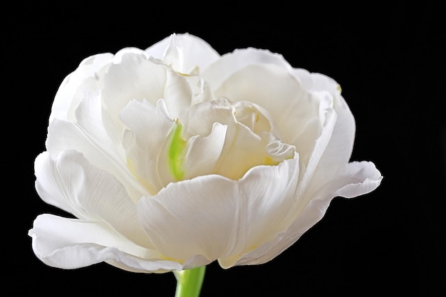 Fresh white tulip on black background