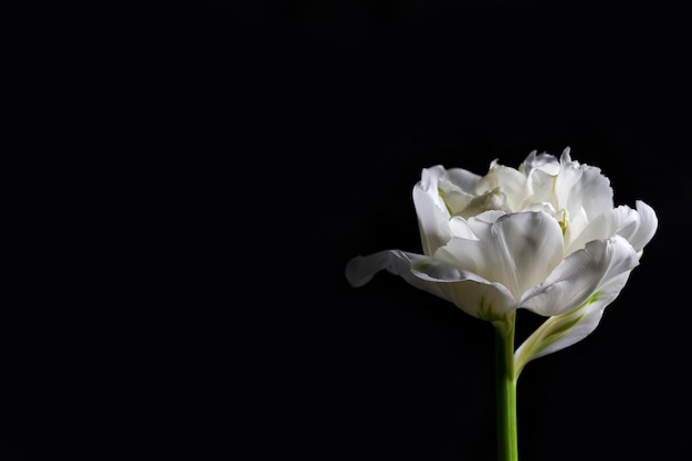 Foto tulipano bianco fresco su sfondo grigio