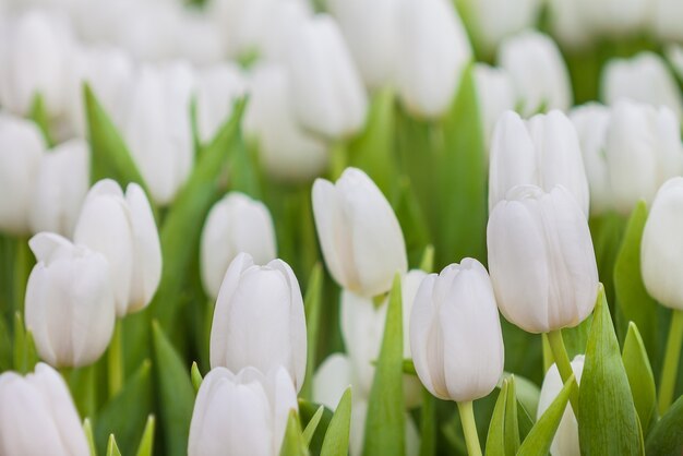 Fresh white tulip